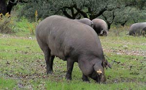 Cerdo Iberico